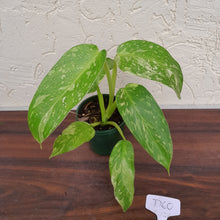 Load image into Gallery viewer, #D60 Philodendron Jose Buono