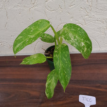 Load image into Gallery viewer, #D60 Philodendron Jose Buono