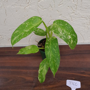 #D60 Philodendron Jose Buono