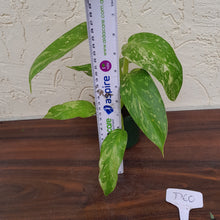 Load image into Gallery viewer, #D60 Philodendron Jose Buono