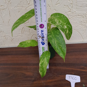 #D60 Philodendron Jose Buono