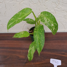 Load image into Gallery viewer, #D60 Philodendron Jose Buono