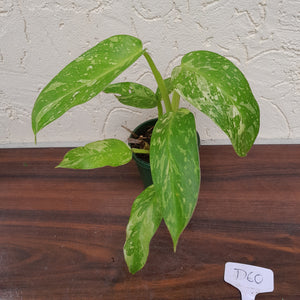 #D60 Philodendron Jose Buono
