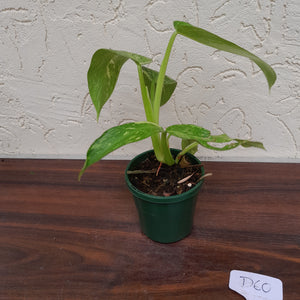 #D60 Philodendron Jose Buono