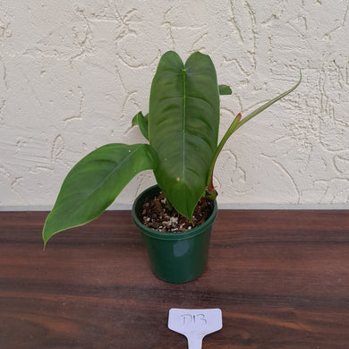 #D13 Philodendron Sharoniae