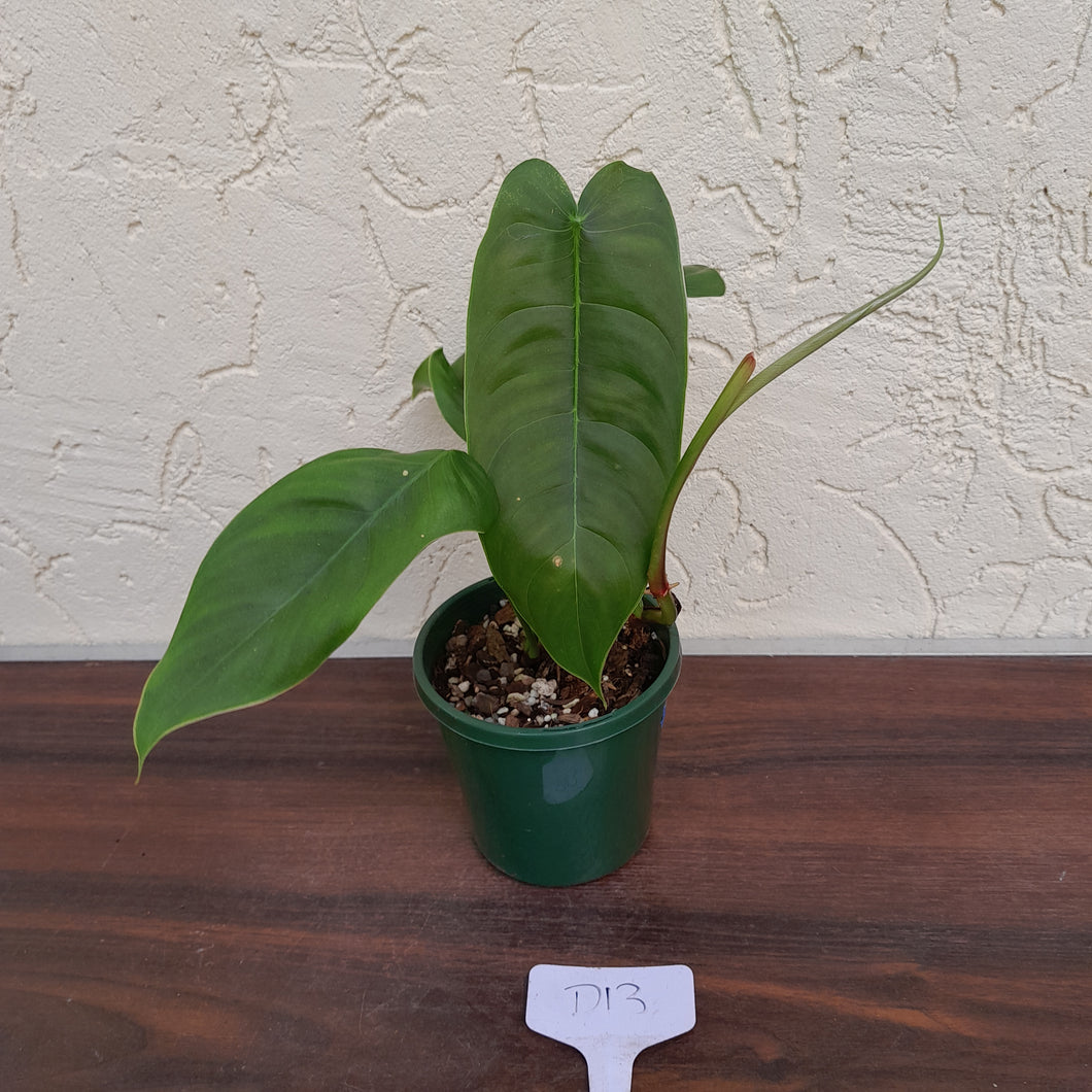 #D13 Philodendron Sharoniae