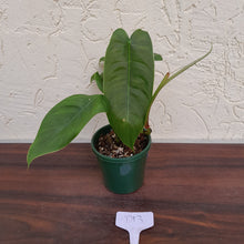 Load image into Gallery viewer, #D13 Philodendron Sharoniae