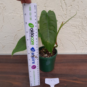 #D13 Philodendron Sharoniae