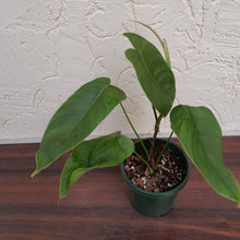 Load image into Gallery viewer, #D13 Philodendron Sharoniae