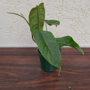 #D13 Philodendron Sharoniae