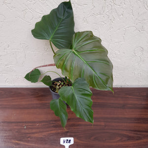 #H28 Philodendron Corsinianum / Bronze Shield