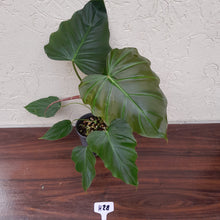 Load image into Gallery viewer, #H28 Philodendron Corsinianum / Bronze Shield