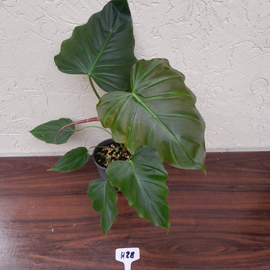 #H28 Philodendron Corsinianum / Bronze Shield
