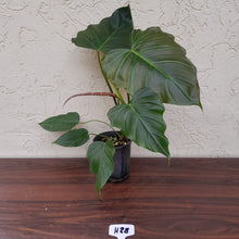 Load image into Gallery viewer, #H28 Philodendron Corsinianum / Bronze Shield