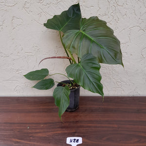 #H28 Philodendron Corsinianum / Bronze Shield