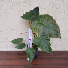 Load image into Gallery viewer, #H28 Philodendron Corsinianum / Bronze Shield