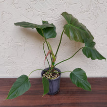 Load image into Gallery viewer, #H28 Philodendron Corsinianum / Bronze Shield