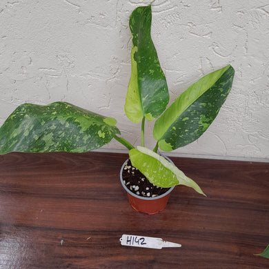 #H142 Philodendron Jose Buono