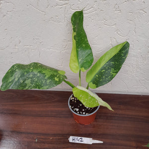 #H142 Philodendron Jose Buono