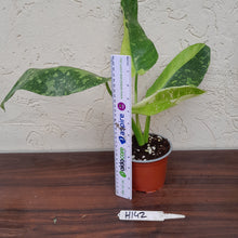 Load image into Gallery viewer, #H142 Philodendron Jose Buono