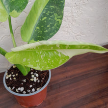 Load image into Gallery viewer, #H142 Philodendron Jose Buono
