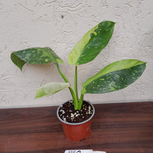Load image into Gallery viewer, #H142 Philodendron Jose Buono