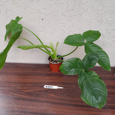 #H204 Large Philodendron Rothschuhianum