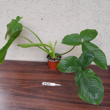 Load image into Gallery viewer, #H204 Large Philodendron Rothschuhianum
