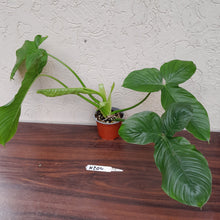 Load image into Gallery viewer, #H204 Large Philodendron Rothschuhianum