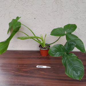 #H204 Large Philodendron Rothschuhianum