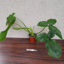Load image into Gallery viewer, #H204 Large Philodendron Rothschuhianum