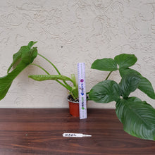 Load image into Gallery viewer, #H204 Large Philodendron Rothschuhianum