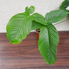 Load image into Gallery viewer, #H204 Large Philodendron Rothschuhianum