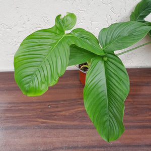 #H204 Large Philodendron Rothschuhianum