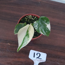 Load image into Gallery viewer, #12 Monstera Thai Constellation