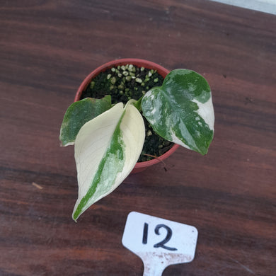 #12 Monstera Thai Constellation