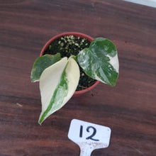 Load image into Gallery viewer, #12 Monstera Thai Constellation