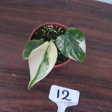 Load image into Gallery viewer, #12 Monstera Thai Constellation