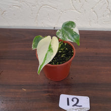 Load image into Gallery viewer, #12 Monstera Thai Constellation