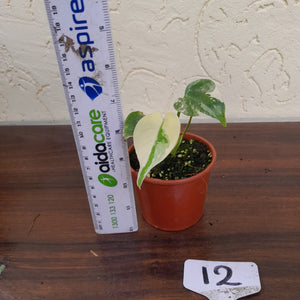 #12 Monstera Thai Constellation