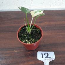 Load image into Gallery viewer, #12 Monstera Thai Constellation