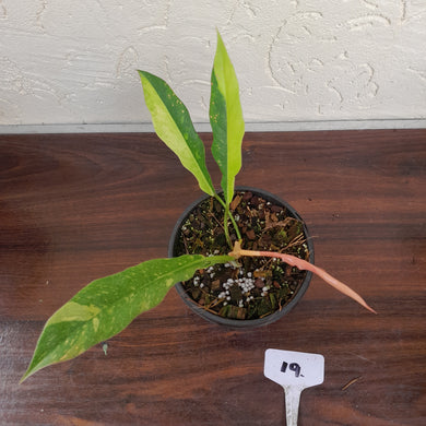 #19 Philodendron Ring of Fire