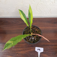 Load image into Gallery viewer, #19 Philodendron Ring of Fire