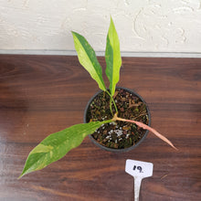 Load image into Gallery viewer, #19 Philodendron Ring of Fire