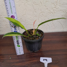 Load image into Gallery viewer, #19 Philodendron Ring of Fire