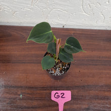 Load image into Gallery viewer, #G2 Philodendron Lupinum