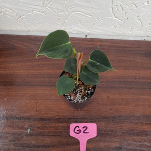 #G2 Philodendron Lupinum