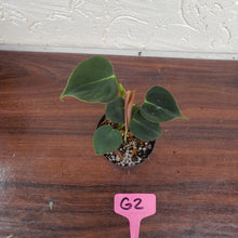 Load image into Gallery viewer, #G2 Philodendron Lupinum