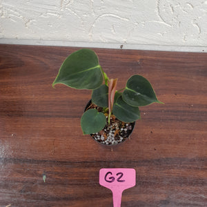 #G2 Philodendron Lupinum