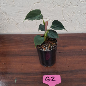 #G2 Philodendron Lupinum